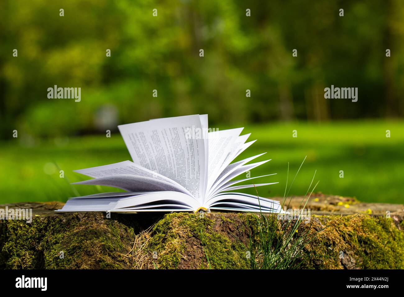 an open book on a tree stump in the park, sunny day, greenery in the background, white book in green Stock Photo
