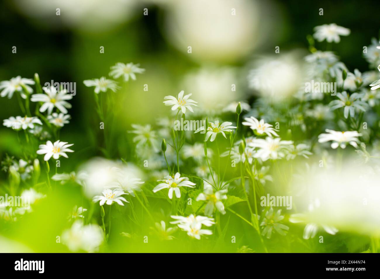 Beautiful panoramic natural spring summer background image with wild ...