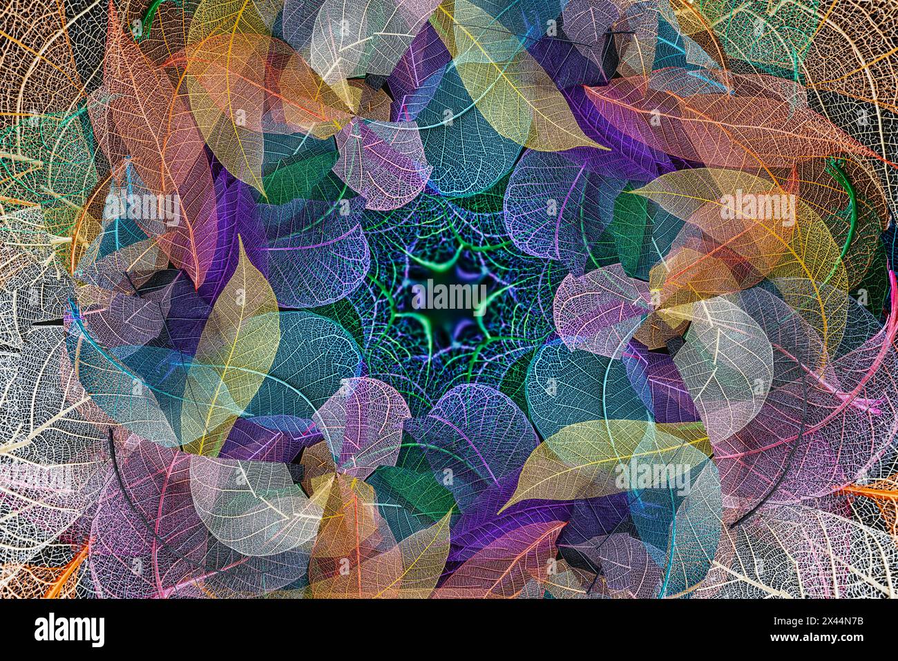 Multi-colored skeleton leaves arranged on black background Stock Photo