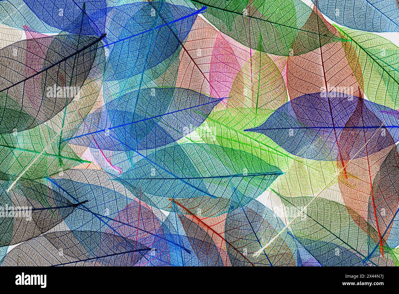 Multi-colored skeleton leaves arranged on black background Stock Photo
