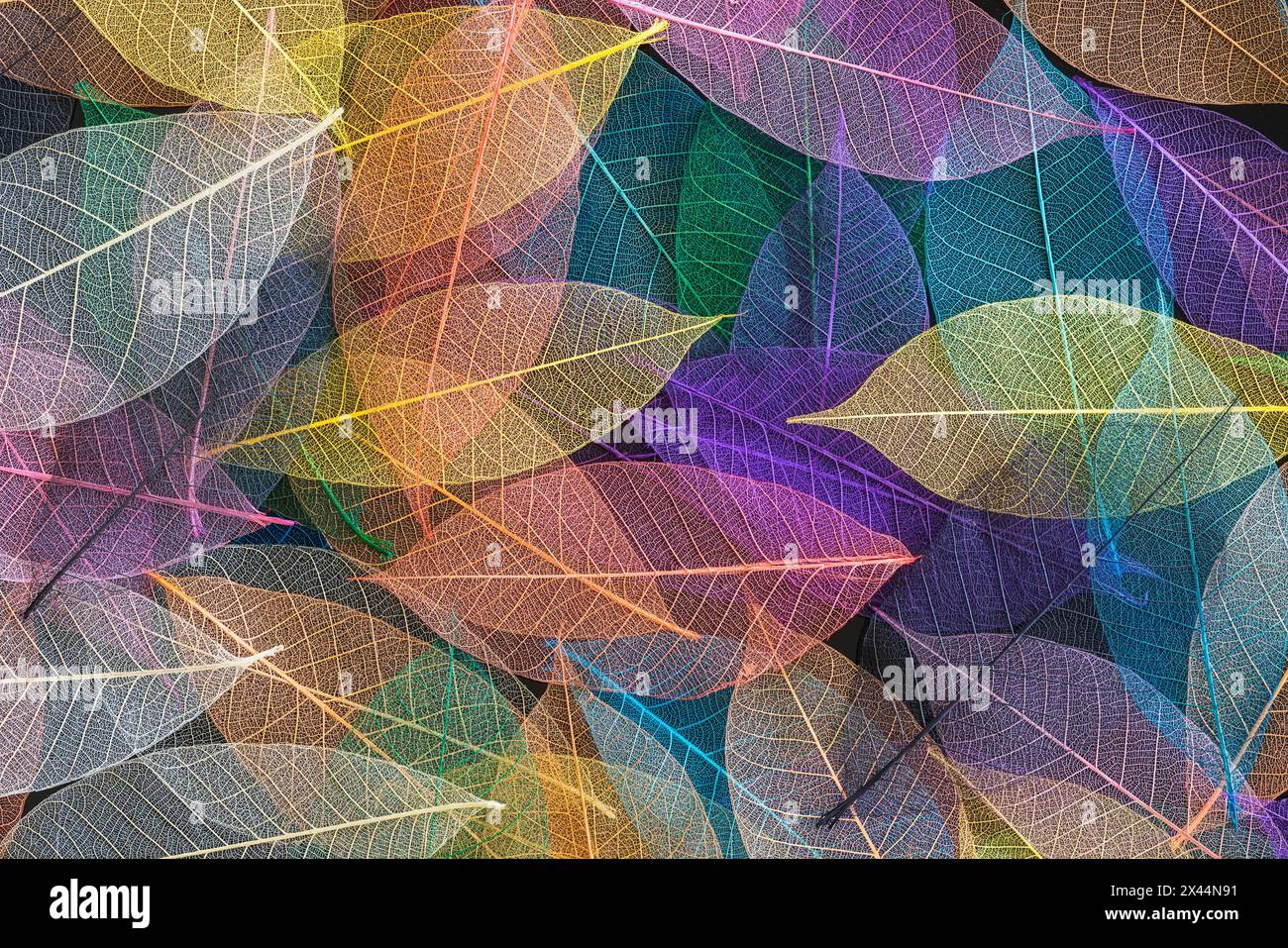 Multi-colored skeleton leaves arranged on black background Stock Photo