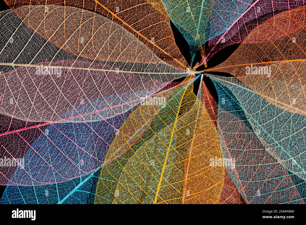 Multi-colored skeleton leaves arranged in radial pattern Stock Photo