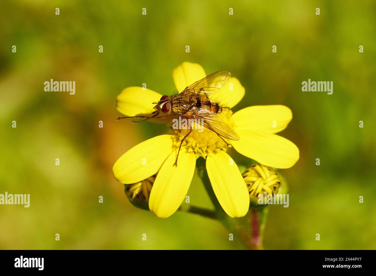 A fly with a triangular wing shape on the yellow flower of Perth Groundsel, Senecio condylus, an introduced plant to Perth, Western Australia. Stock Photo
