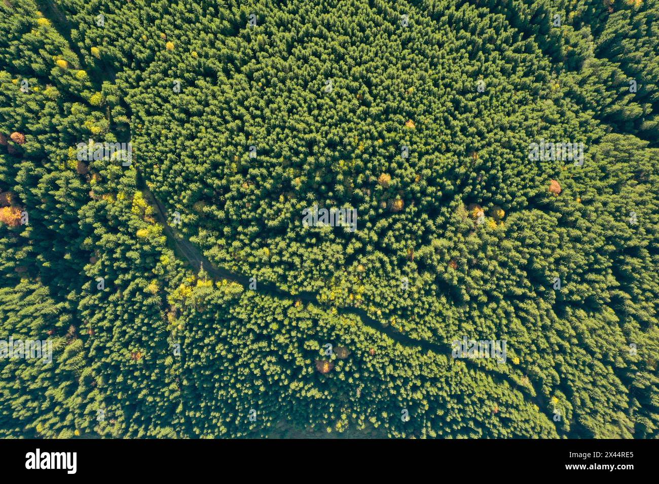 Aerial view of green forest on sunny day. Drone photography Stock Photo ...