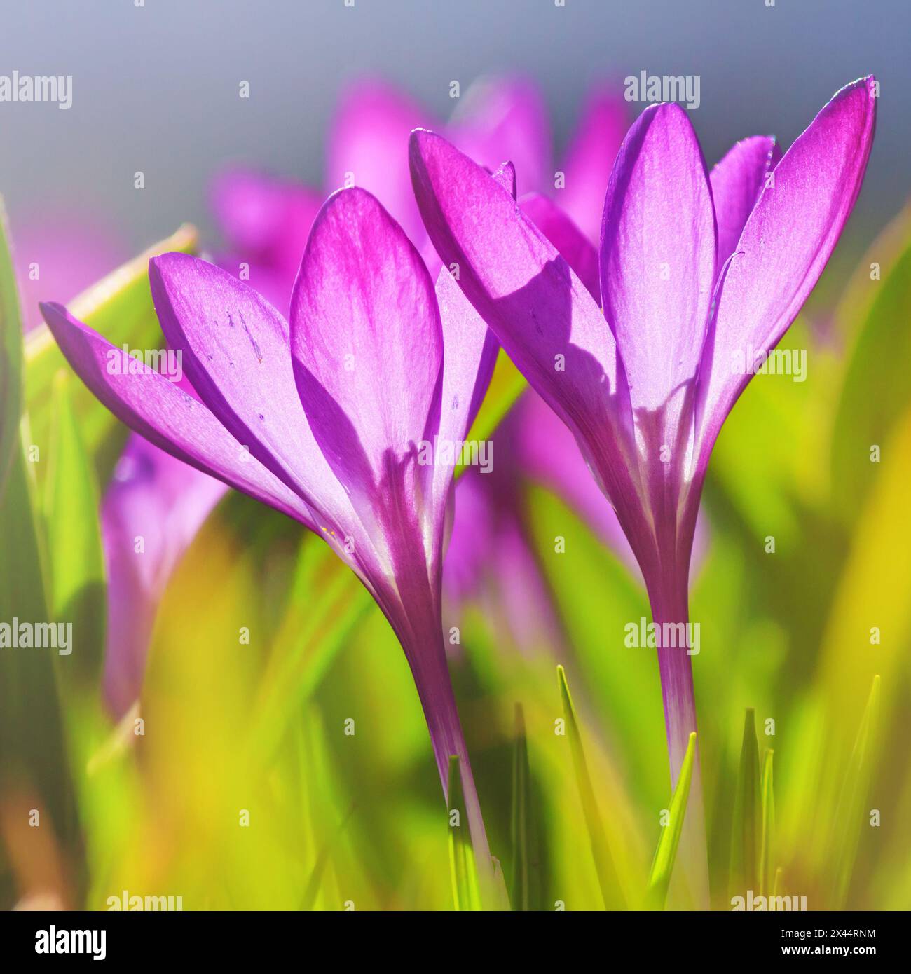 Close-up of blooming spring flowering plant of the Iridaceae  family, violet crocuses, on natural background on a sunny day. Soft selective focus. Stock Photo