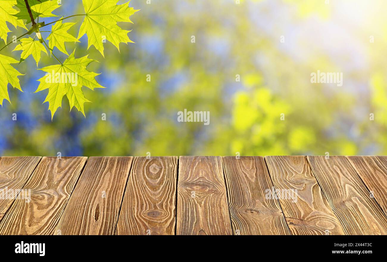 Empty of wood table top on blur of fresh green abstract background from maple leaves. For montage product display or design key visual layout Stock Photo