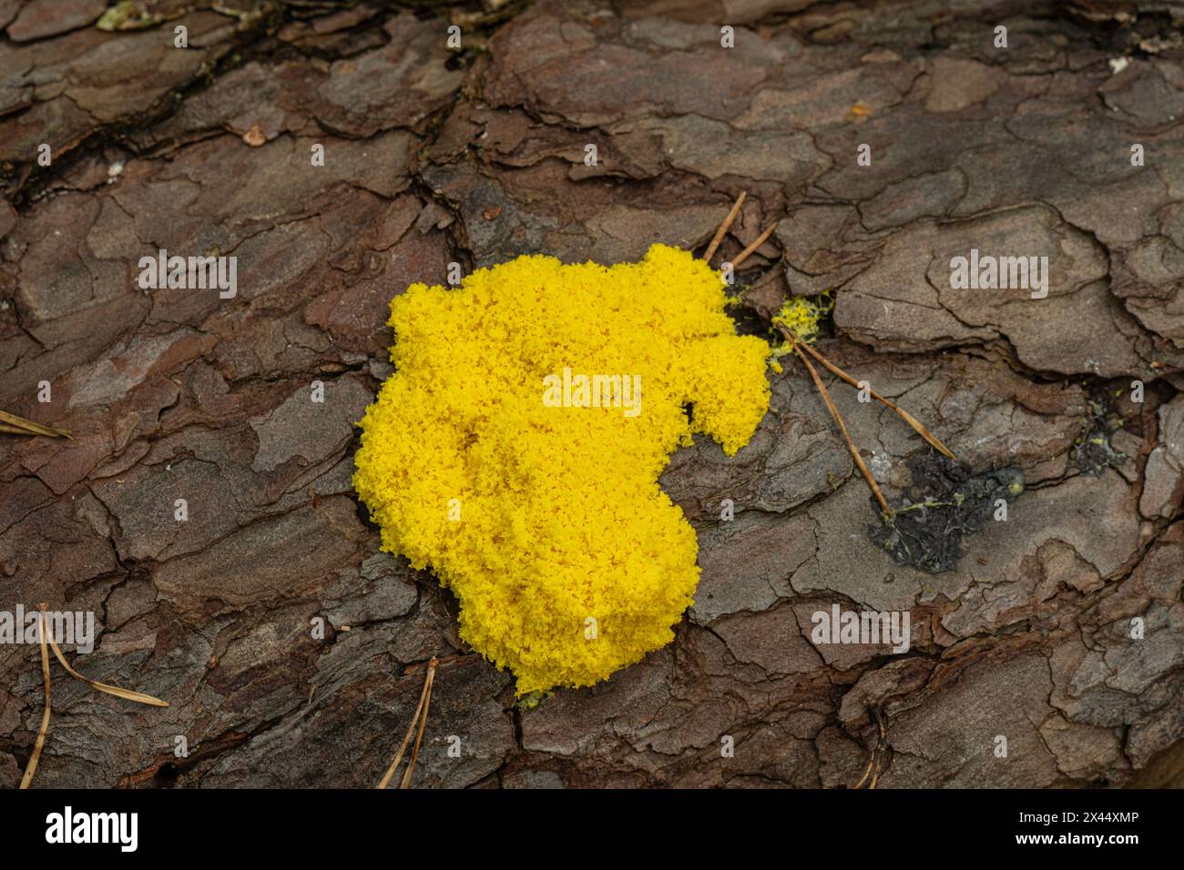 Slime Mould: Fuligo septica. Plasmodium stage. Sussex, UK Stock Photo