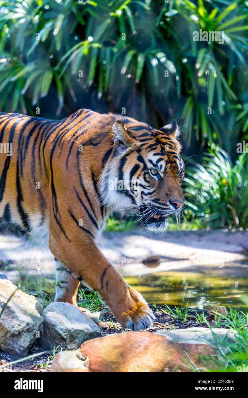 Malayan tiger hi-res stock photography and images - Alamy