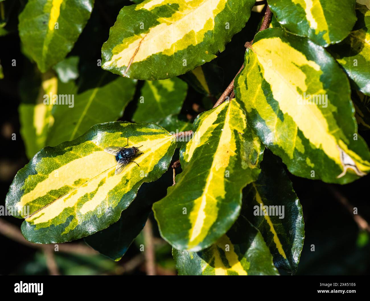 Elaeagnus ebbingei Limelight growing in a Devon Country Garden. Stock Photo