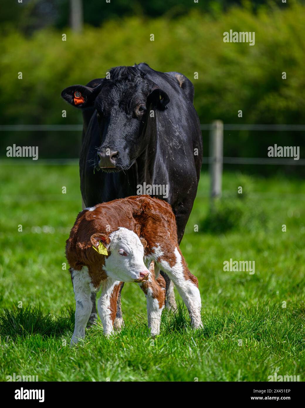 Hereford cattle mother calf cow hi-res stock photography and images - Alamy