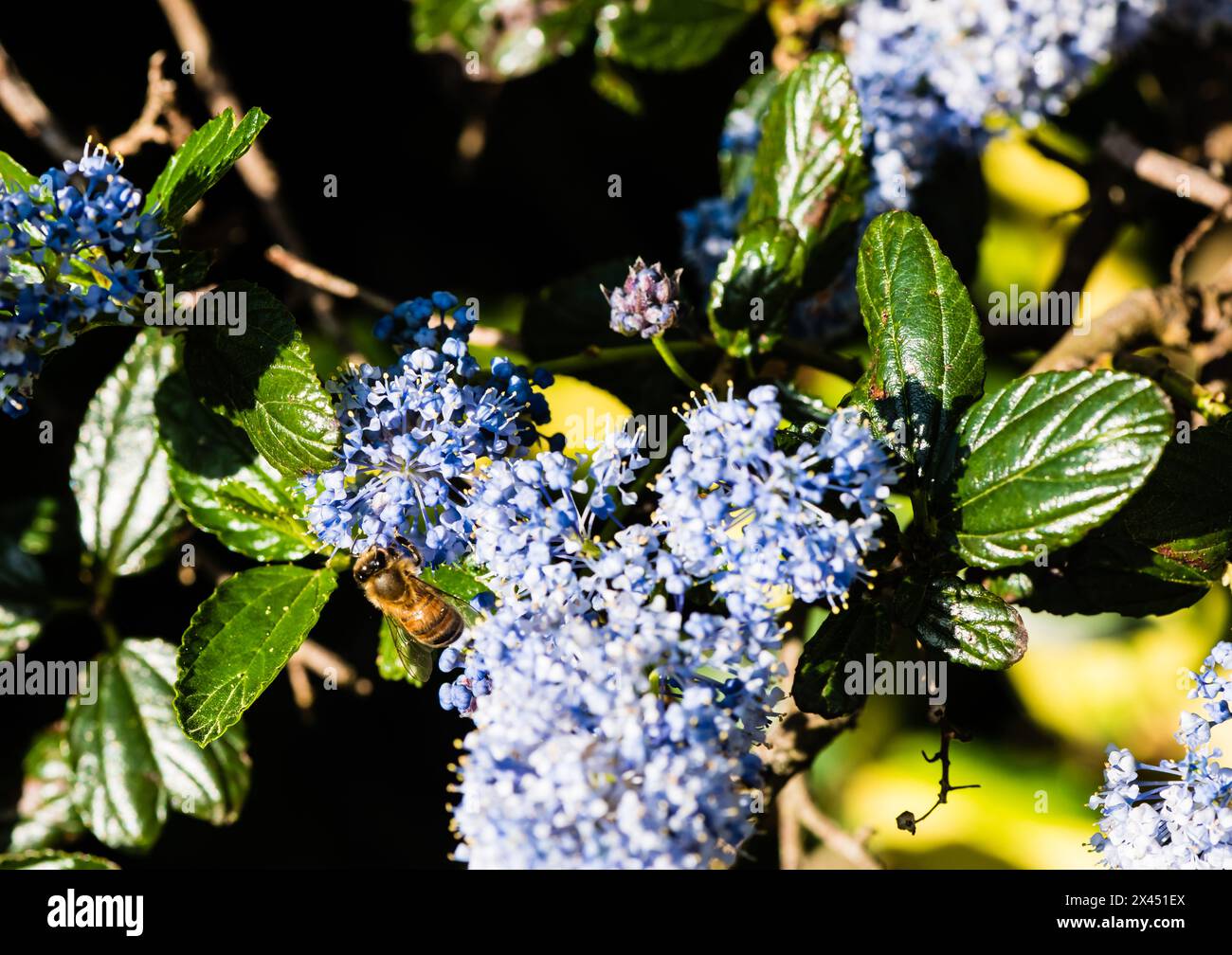 Ceonothus thyrsiflorus var. repens with a bee collecting pollen. Stock Photo