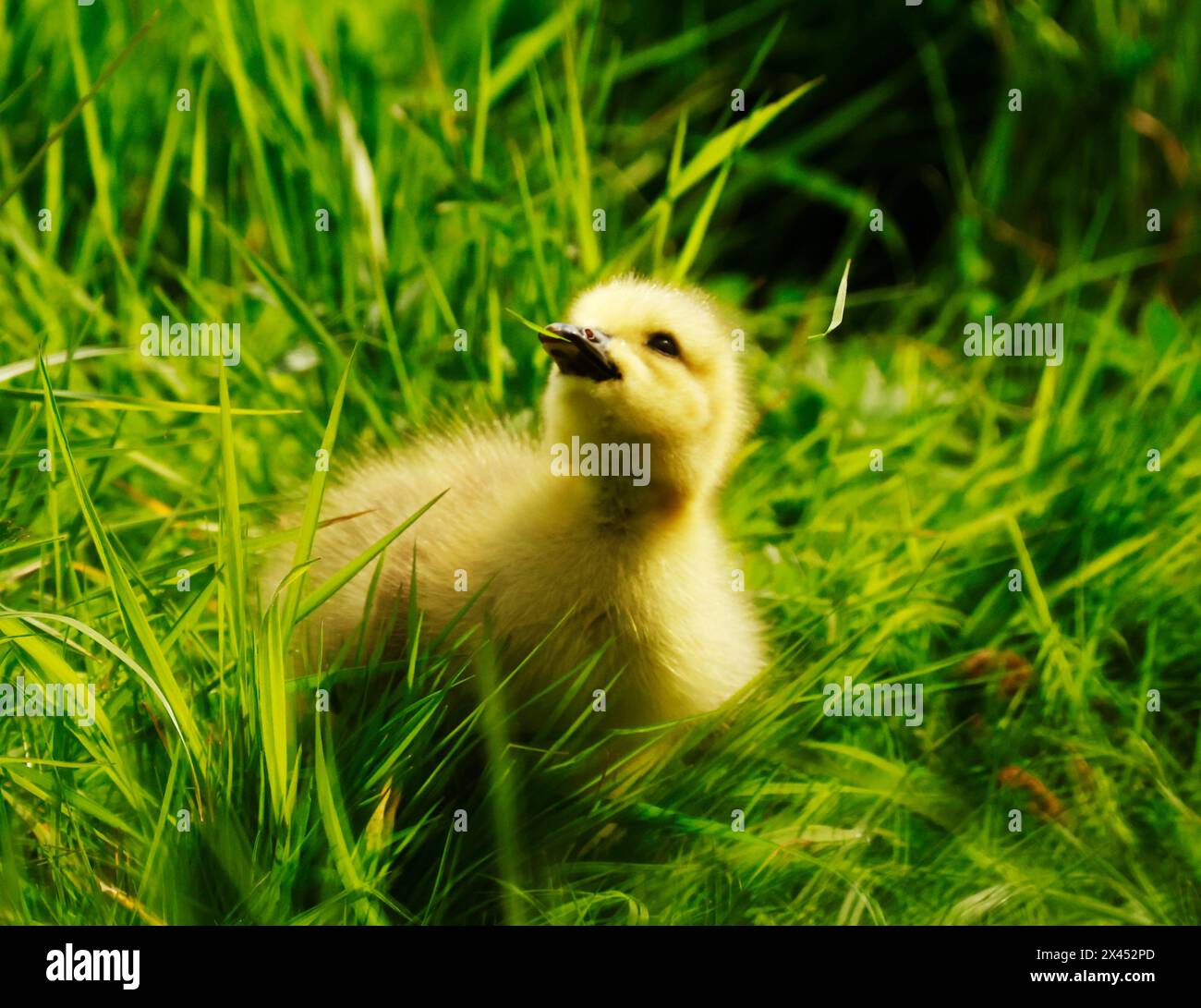 Purfleet Essex, UK. 30th Apr, 2024. Canada Goose Gosling at RSPB Rainham Marshes Nature Reserve, Purfleet, Essex - 30th April 2024. Credit: Action Foto Sport/Alamy Live News Stock Photo