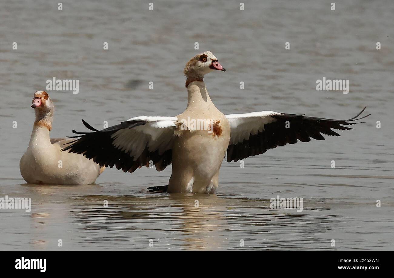 Purfleet Essex, UK. 30th Apr, 2024. Egyptian Goose in water at RSPB Rainham Marshes Nature Reserve, Purfleet, Essex - 30th April 2024. Credit: Action Foto Sport/Alamy Live News Stock Photo