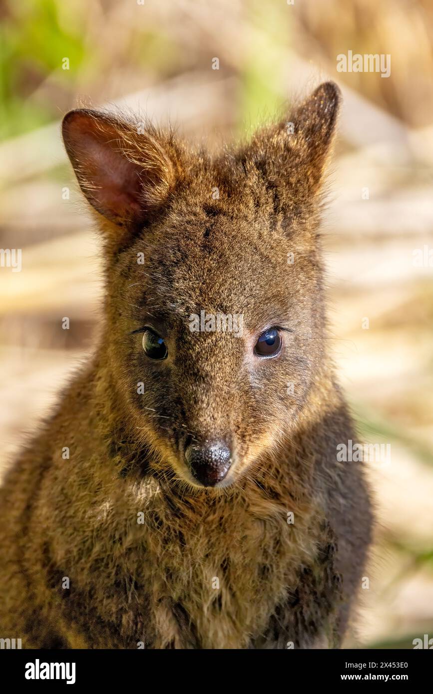 Tasmanian Pademelon, Thylogale billardierii, also known as the rufous-bellied pademelon or red-bellied pademelon. A marsupial relative of wallabies an Stock Photo