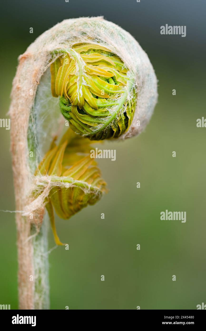 A close up image of a Fern, common bracken, Pteridium aquilinum with a tightly bound fiddlehead which is waiting to unfurl and expand its fronds Stock Photo