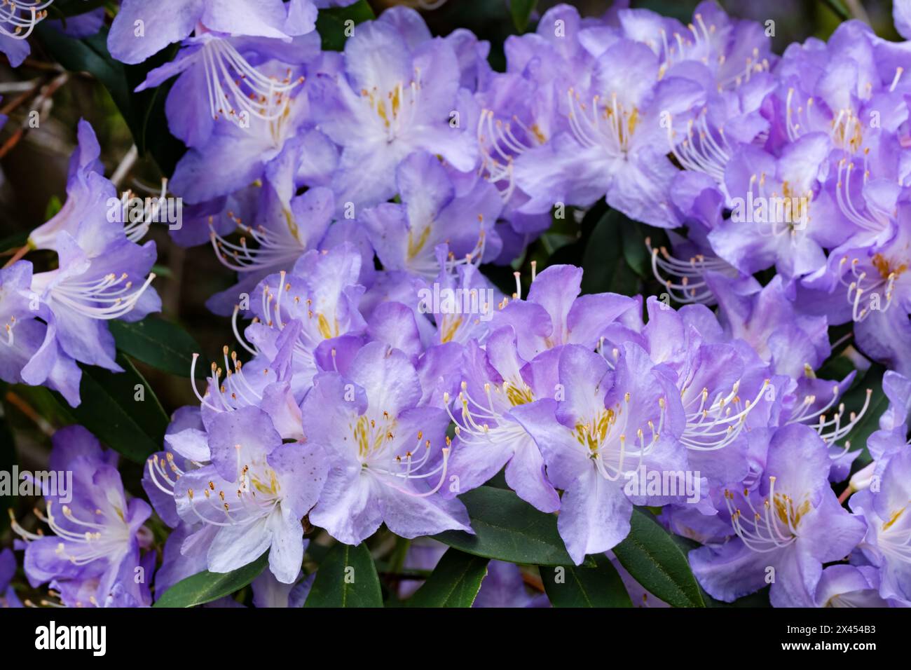 UK. A large blue Rhododendron shrub in early spring flower. The plant is covered in spectacular blue flowerheads Stock Photo