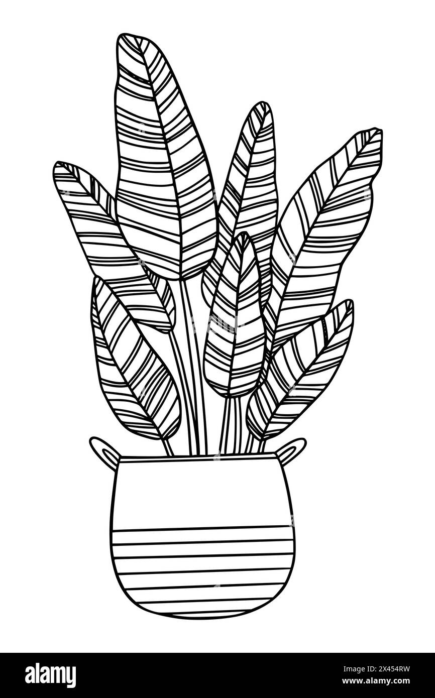 Cute hand drawn banana tree plant in pot. Vector outline drawing of