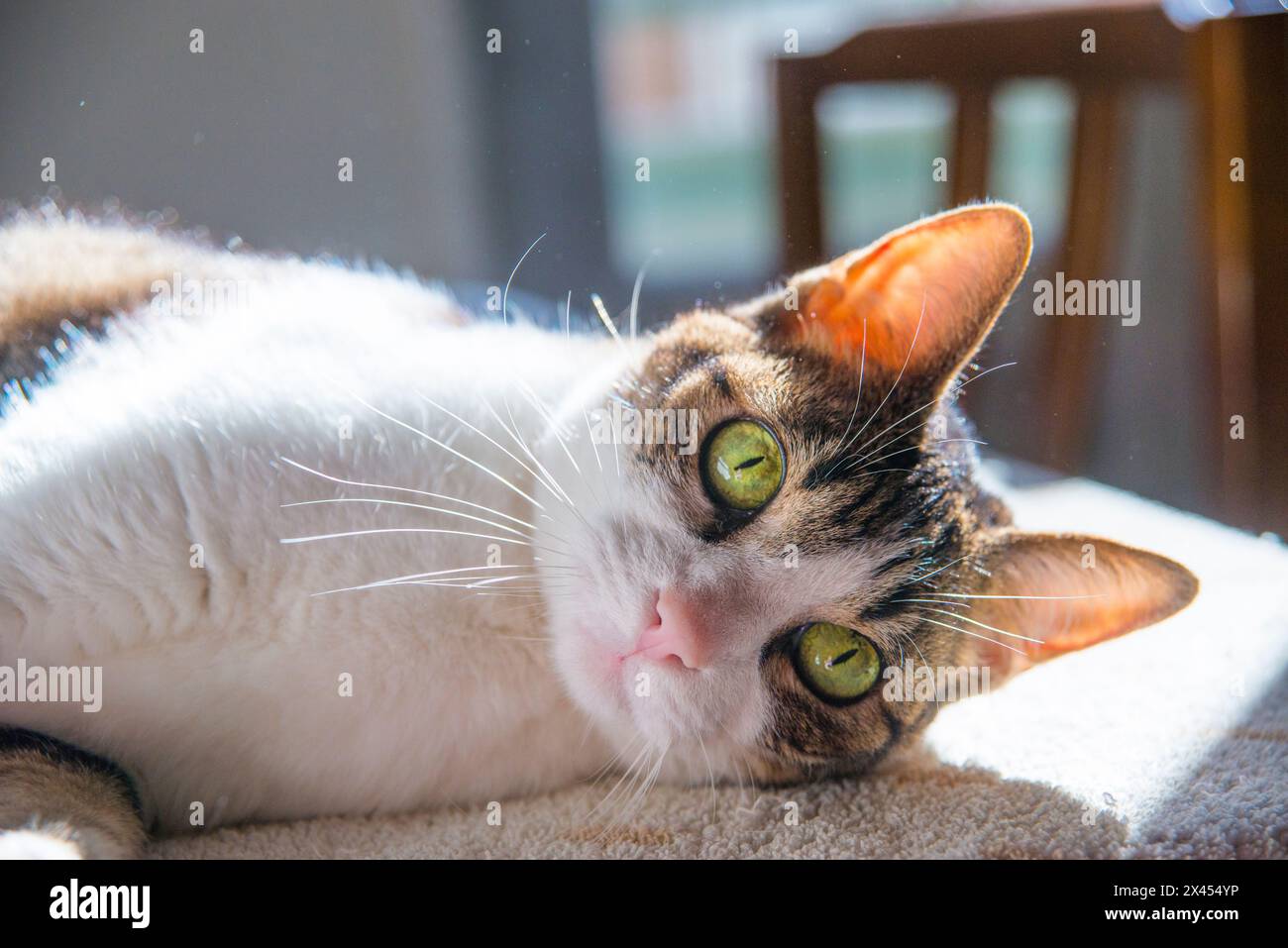 Tabby and white cat lying sunbathing Stock Photo - Alamy