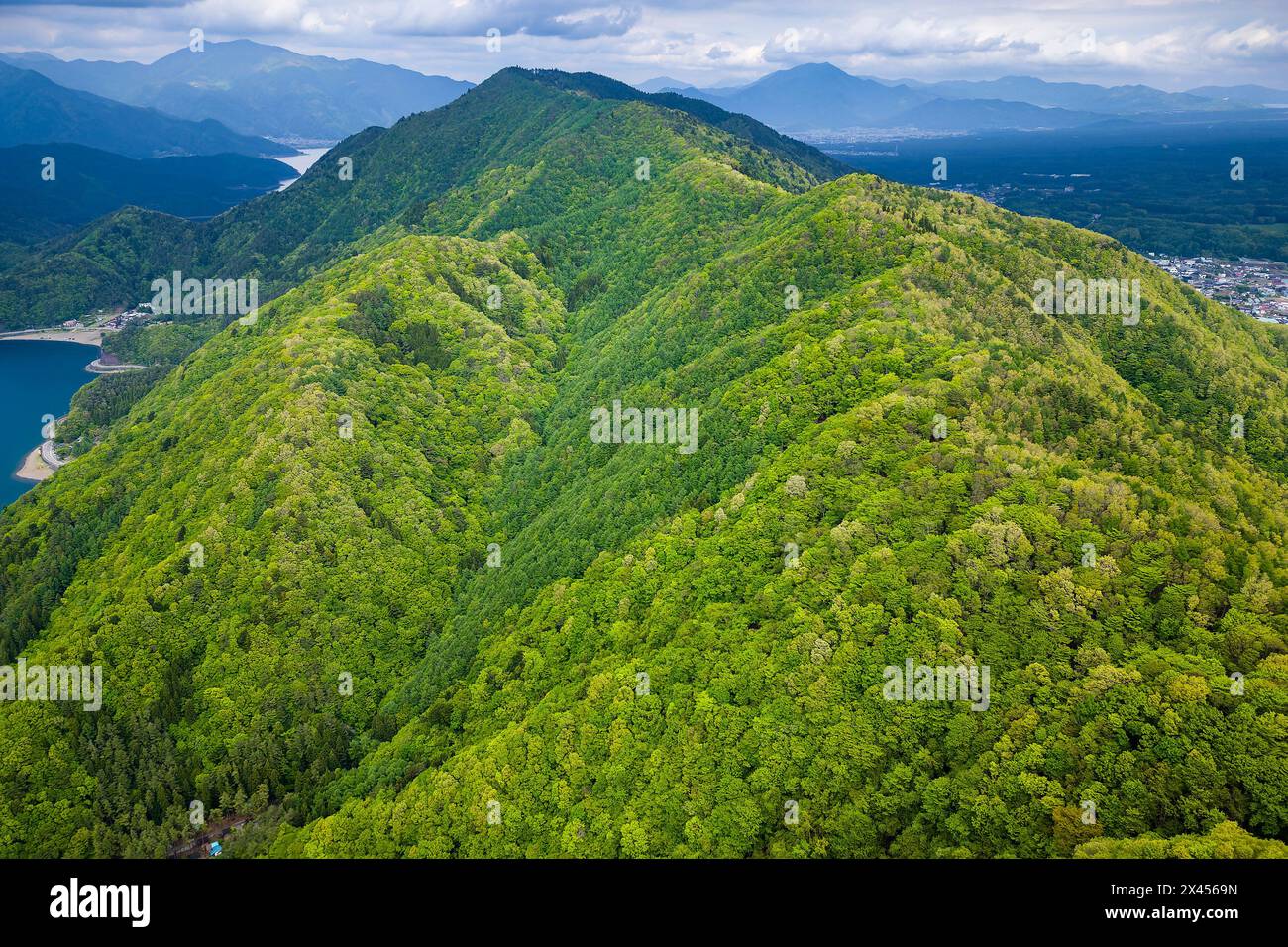 Five trees on a ridge hi-res stock photography and images - Alamy