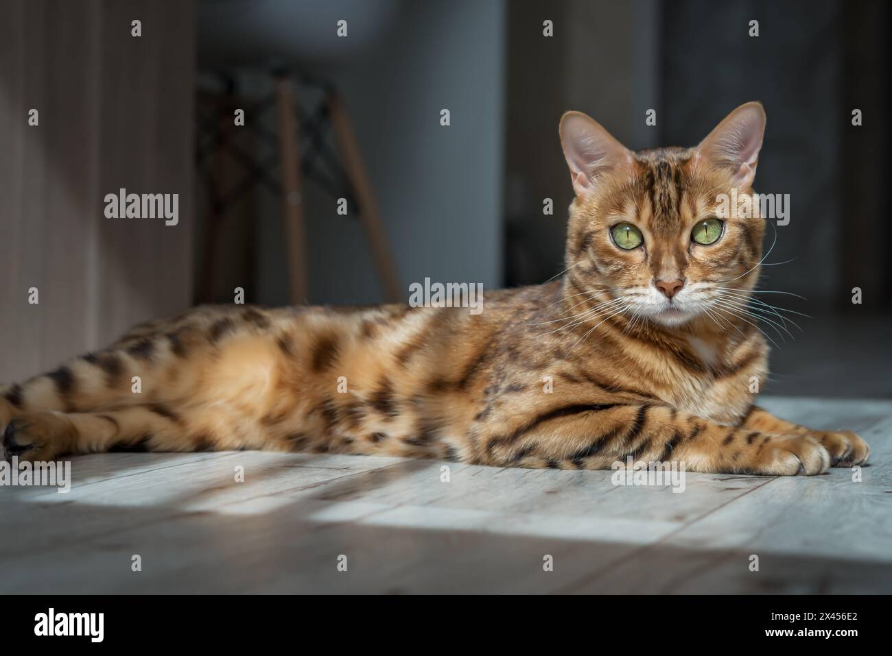 Bengal cat resting on the floor in the living room. Pedigree cat in a home interior. Stock Photo