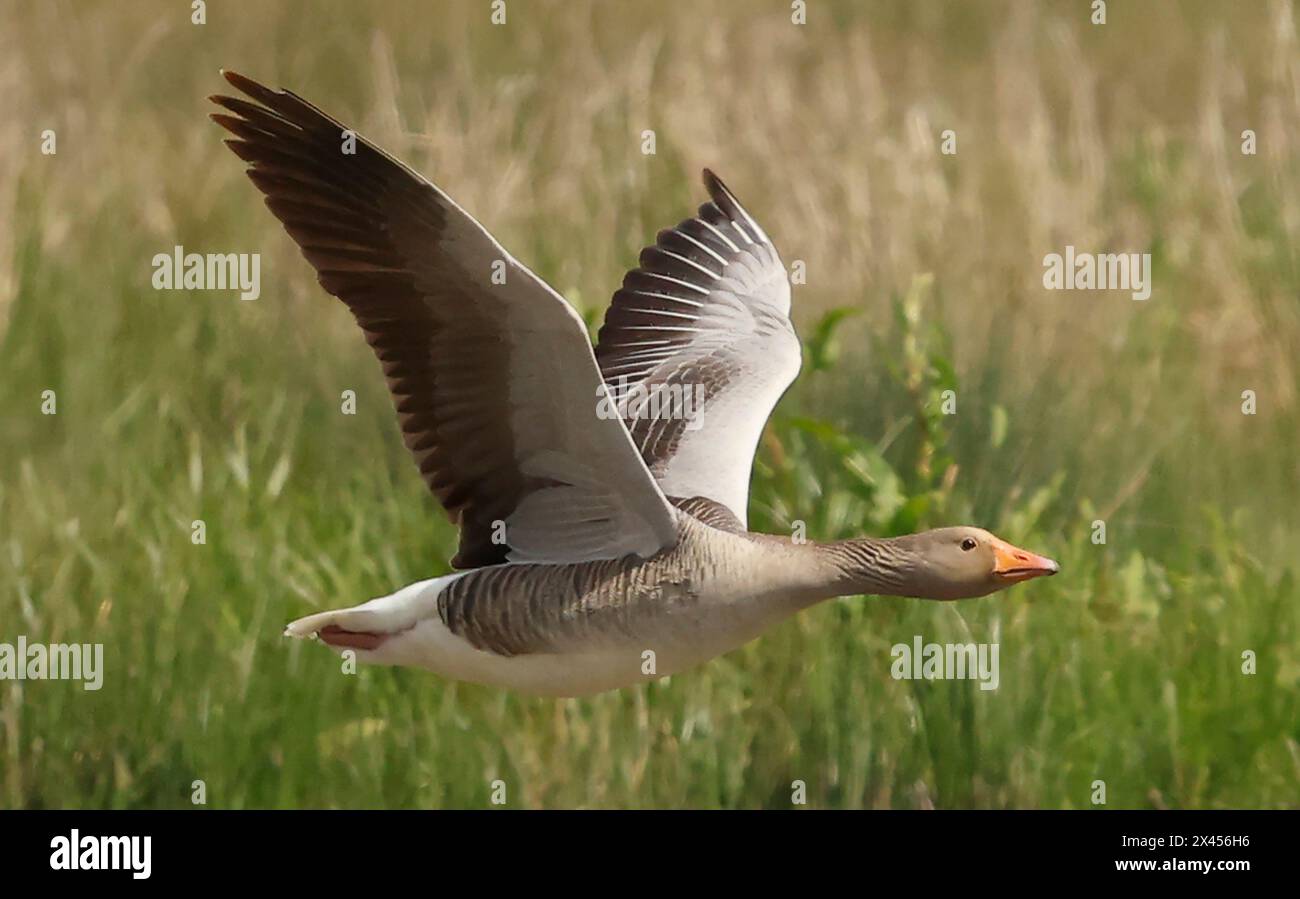 Purfleet Essex, UK. 30th Apr, 2024. Greylag Goose in flight at RSPB Rainham Marshes Nature Reserve, Purfleet, Essex - 30th April 2024. Credit: Action Foto Sport/Alamy Live News Stock Photo