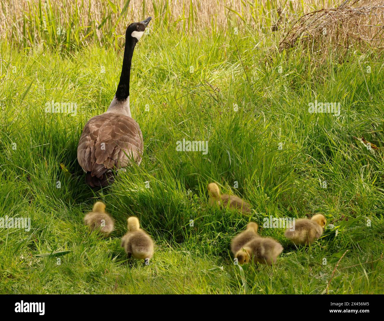 Purfleet Essex, UK. 30th Apr, 2024. Canada Goose Gosling with mother in flight at RSPB Rainham Marshes Nature Reserve, Purfleet, Essex - 30th April 2024. Credit: Action Foto Sport/Alamy Live News Stock Photo