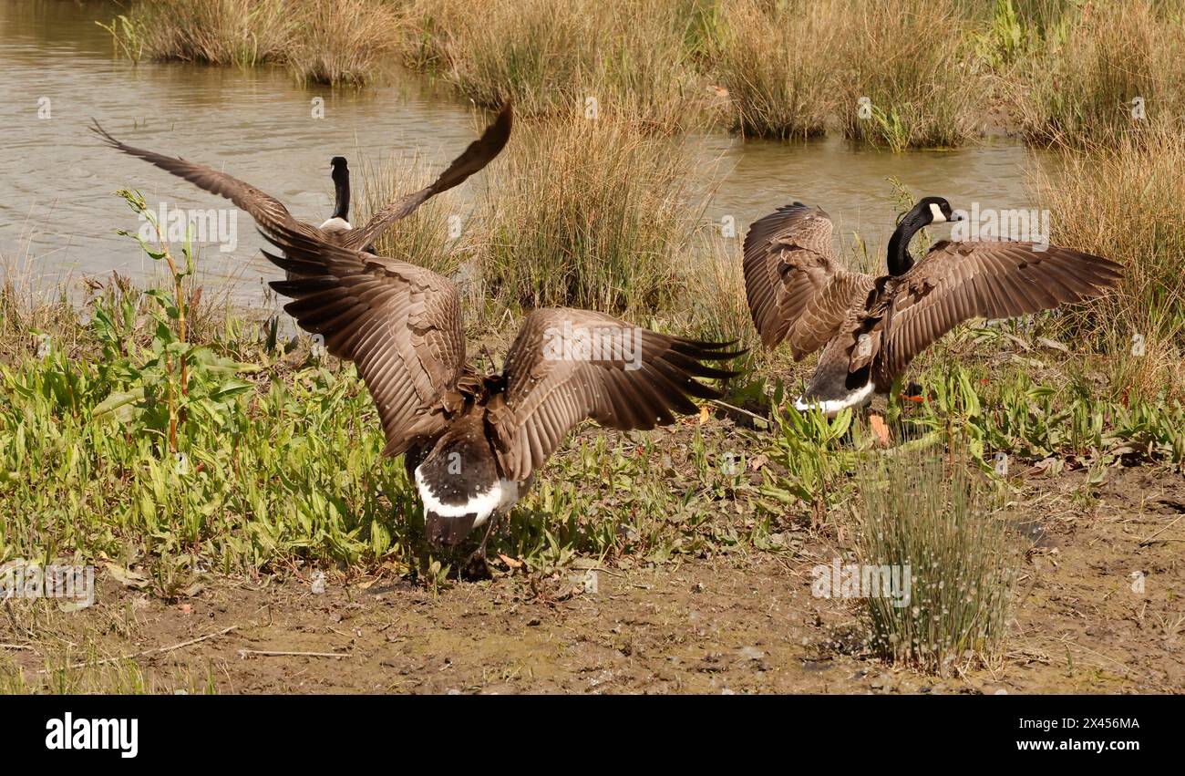 Purfleet Essex, UK. 30th Apr, 2024. Canada Goose moving on Canada Gooseat RSPB Rainham Marshes Nature Reserve, Purfleet, Essex - 30th April 2024. Credit: Action Foto Sport/Alamy Live News Stock Photo