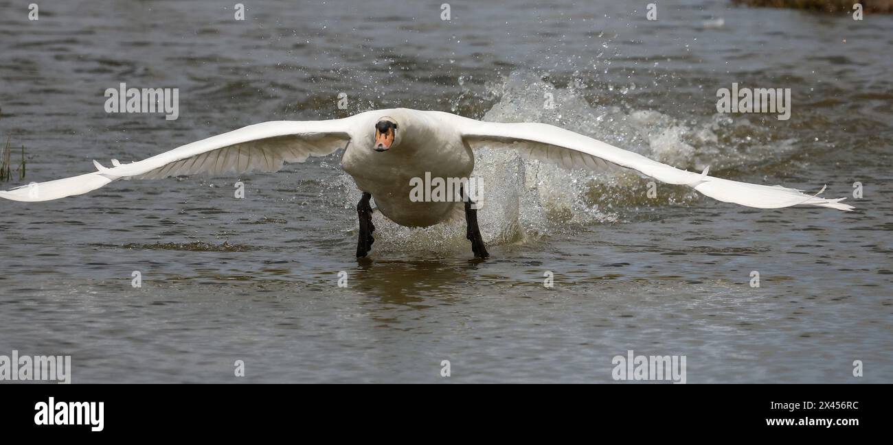 Purfleet Essex, UK. 30th Apr, 2024. Mute Swan in flight at RSPB Rainham Marshes Nature Reserve, Purfleet, Essex - 30th April 2024. Credit: Action Foto Sport/Alamy Live News Stock Photo