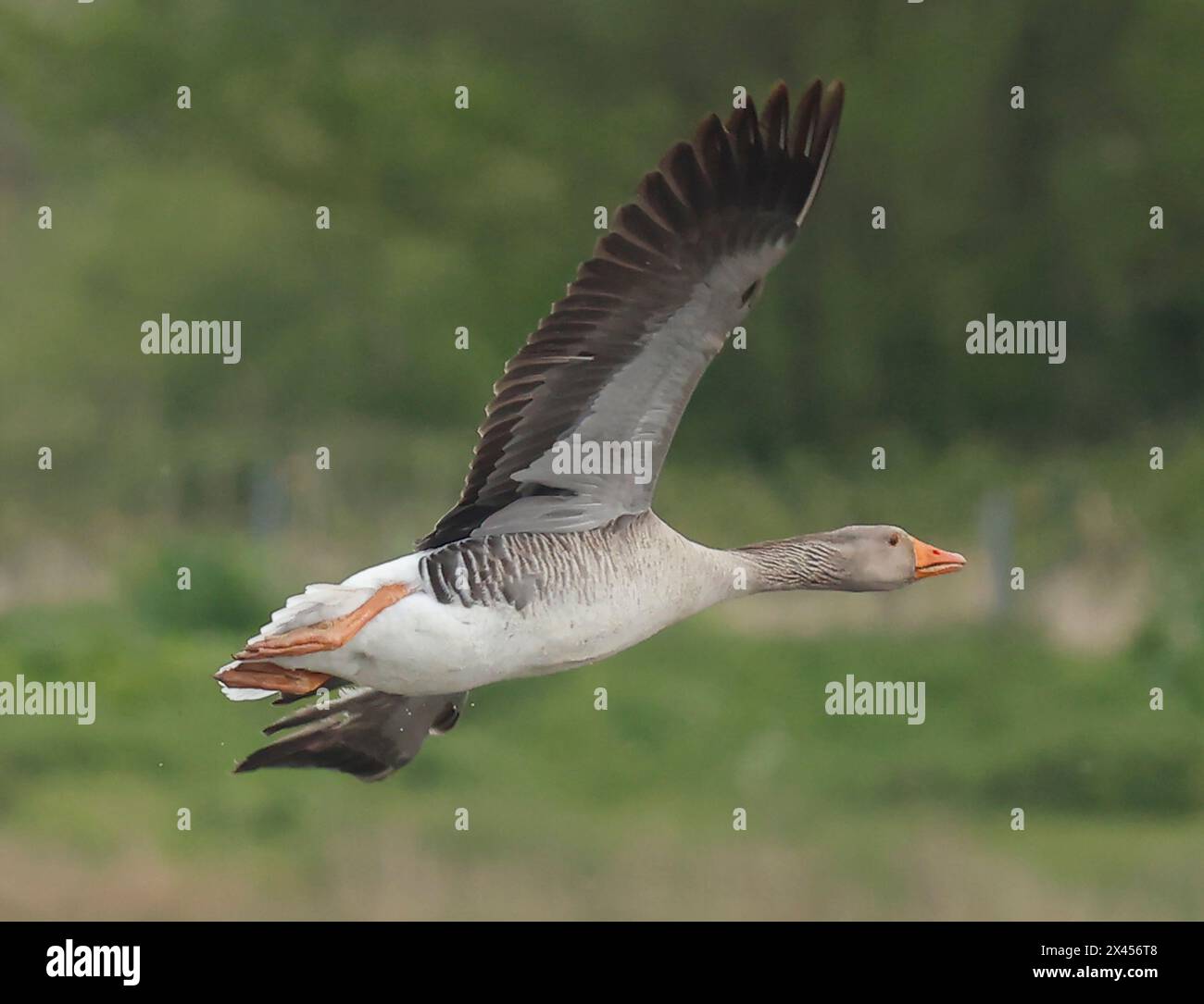 Purfleet Essex, UK. 30th Apr, 2024. Greylag Goose in flight at RSPB Rainham Marshes Nature Reserve, Purfleet, Essex - 30th April 2024. Credit: Action Foto Sport/Alamy Live News Stock Photo