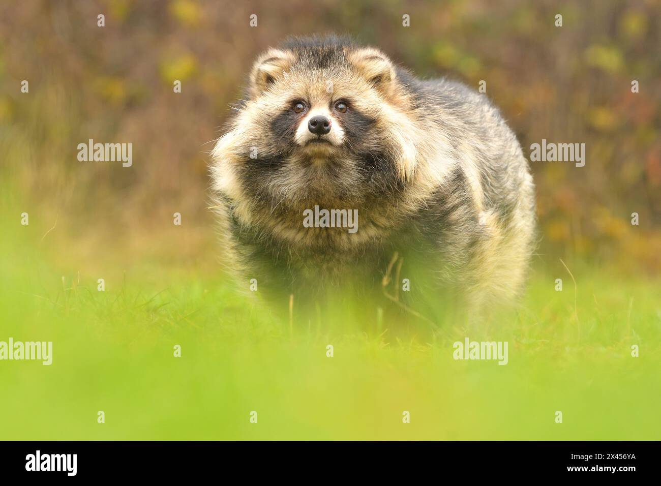 Raccoon dog common Nyctereutes procyonoides meadow Chinese Asian field ...