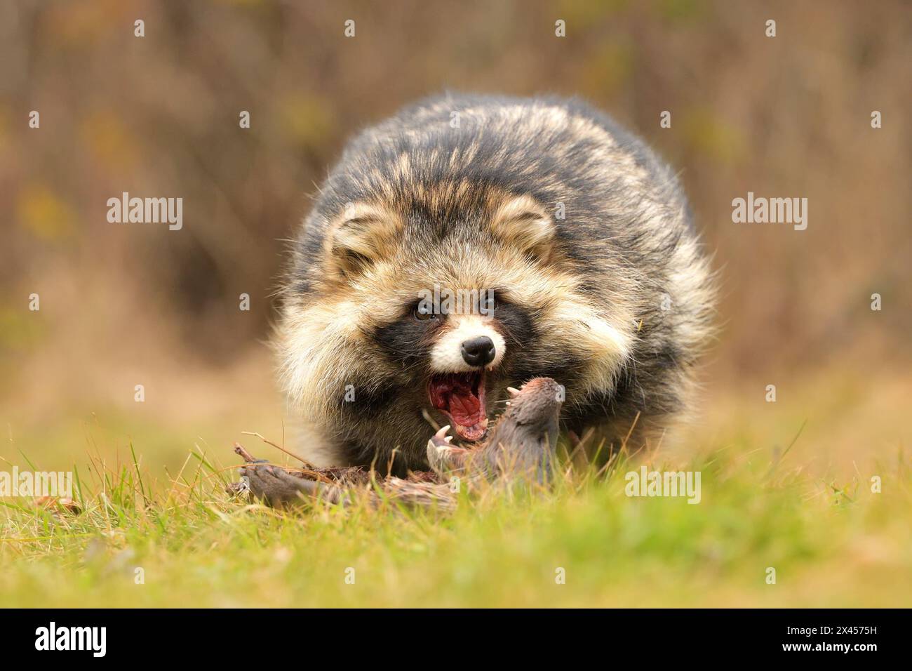 Common raccoon dog Nyctereutes procyonoides eats flesh of dead Eurasian