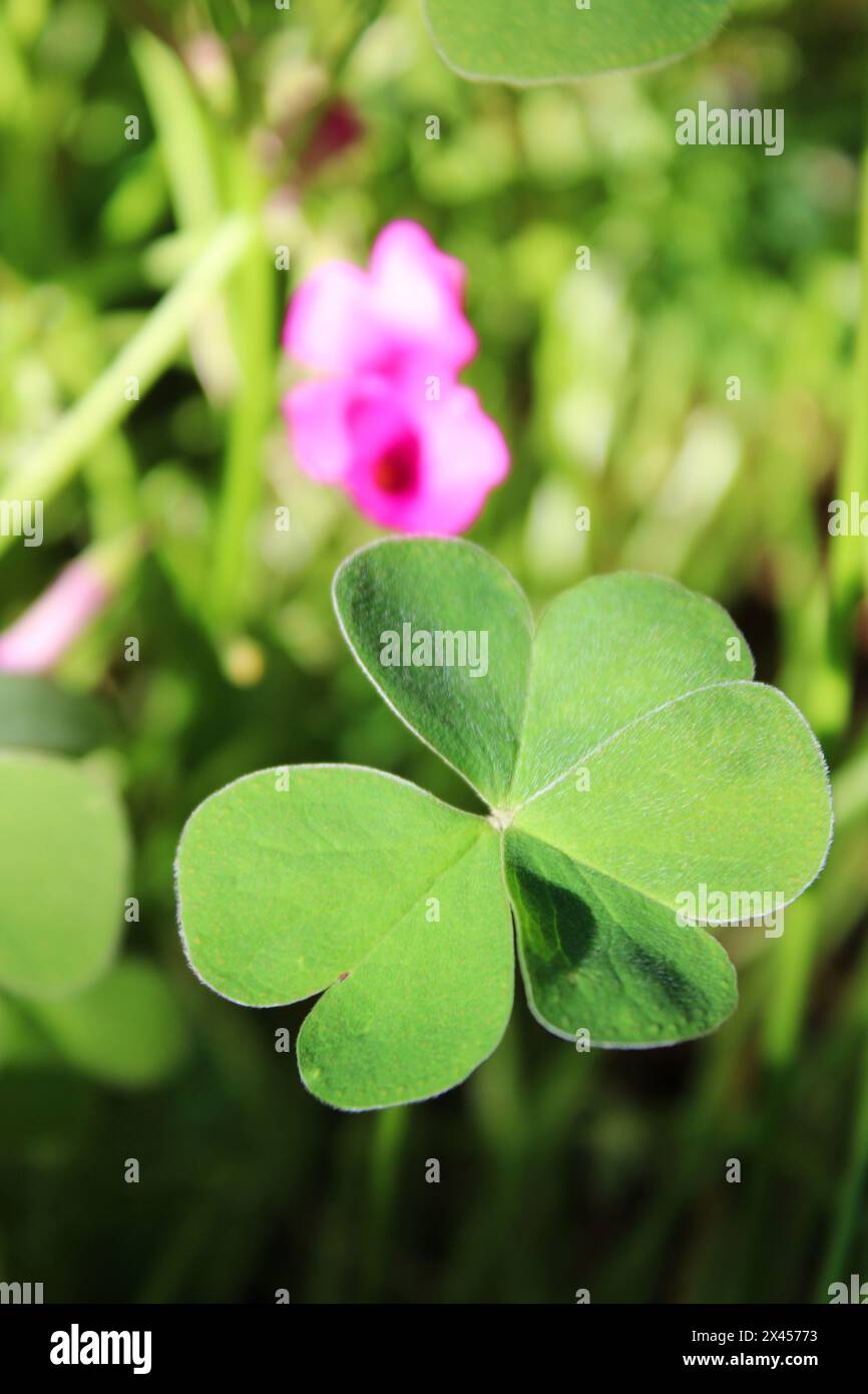 Beautiful and delicate leaves of flowered clover Stock Photo