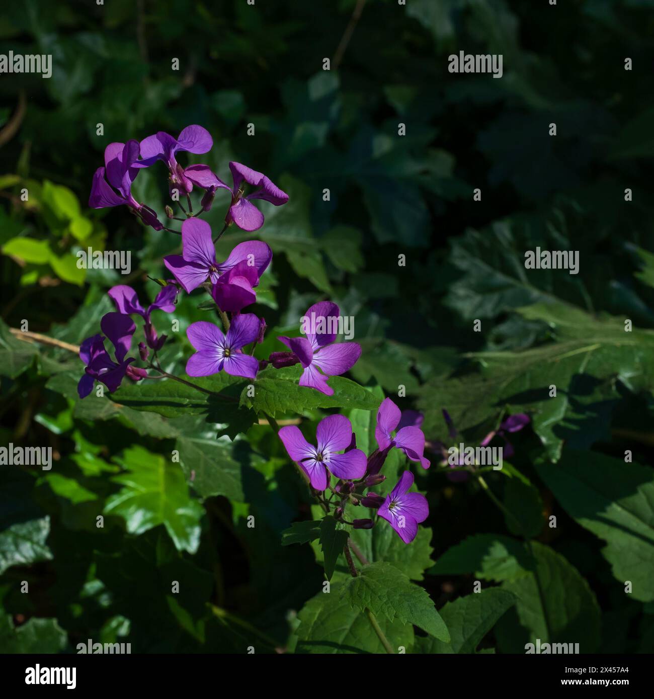 The purple little flowers of an annual honesty plant (Lunaria annua) (square format) Stock Photo