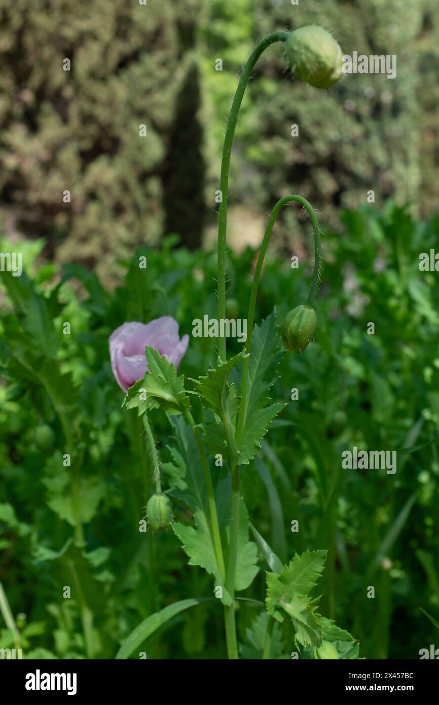 The hairy flower buds and typical curved stems of an opium poppy (Papaver somniferum) (vertical) Stock Photo