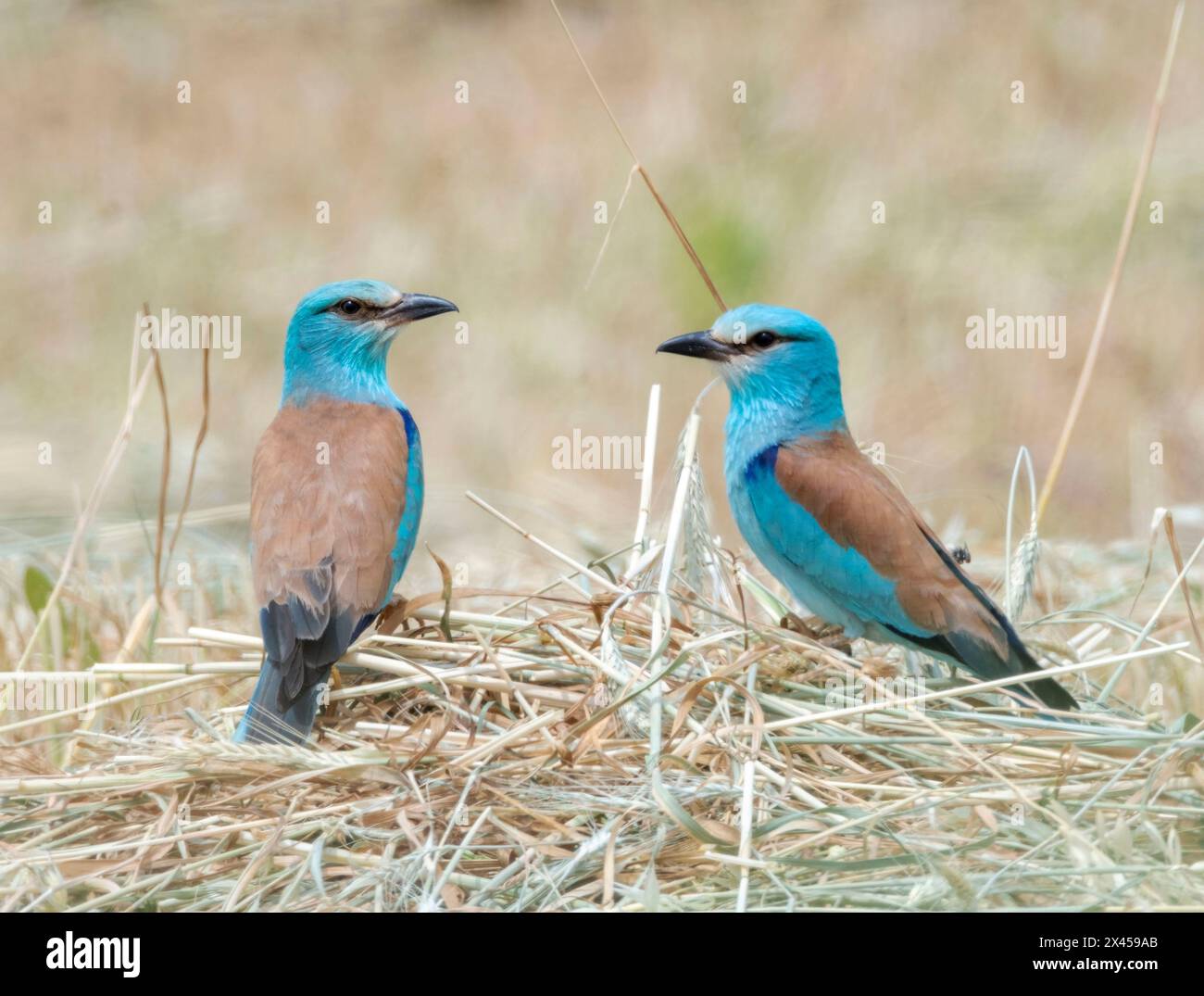 Two European Roller (Coracias garrulus), in a newly cut barley field ...