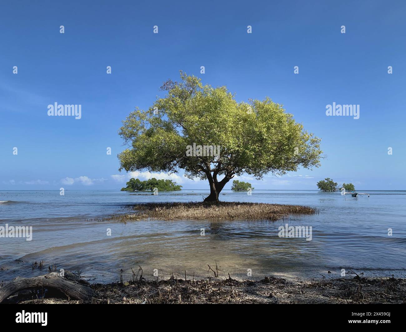 Mangrove tree with blue sky and sea background. Stock Photo