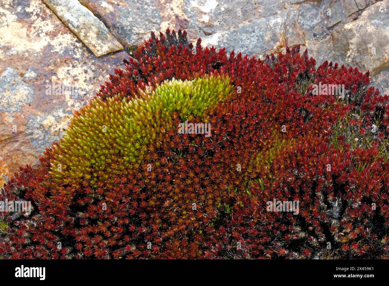 Bryum alpinum (Alpine Thread-moss) can be found on acidic or base-rich rocks subject to intermittent seepage. It is common in the north and west. Stock Photo