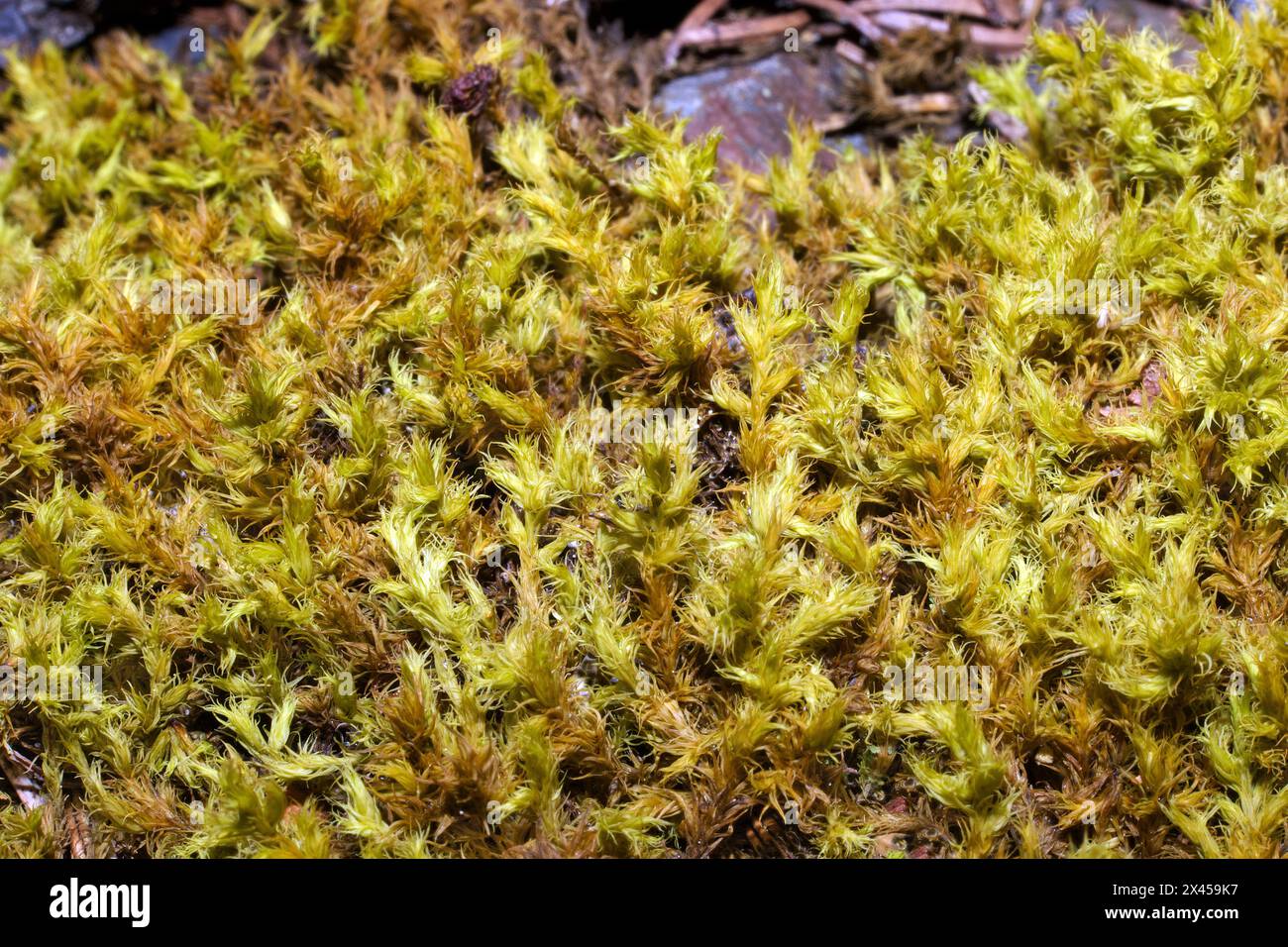 Racomitrium fasciculare (Green Mountain Fringe-moss) can be found on siliceous boulders and drystone walls. Mainly recorded in the Northern Hemisphere. Stock Photo