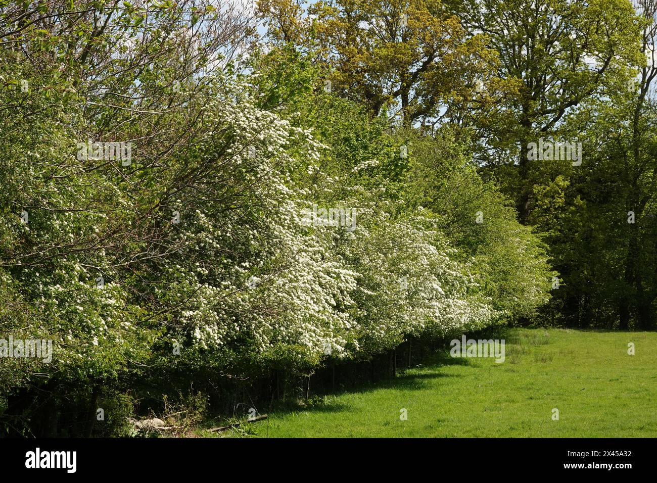Spring UK, Large Hedge in Blossom Stock Photo