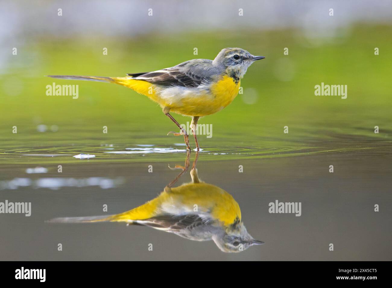 Grey wagtail (Motacilla cinerea) in winter plumage showing reflection in shallow water of stream, Germany Stock Photo