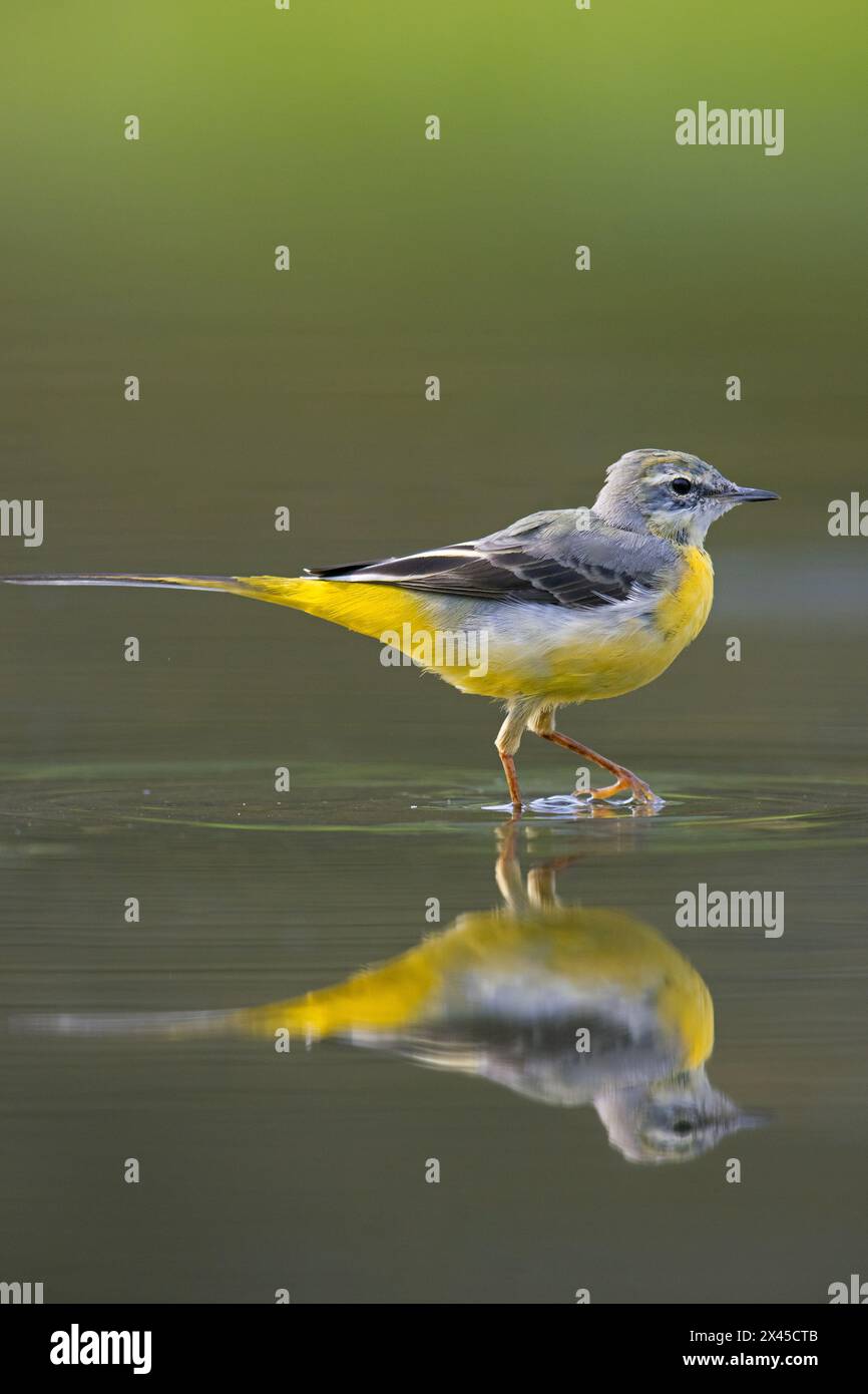 Grey wagtail (Motacilla cinerea) in winter plumage showing reflection in shallow water of stream, Germany Stock Photo