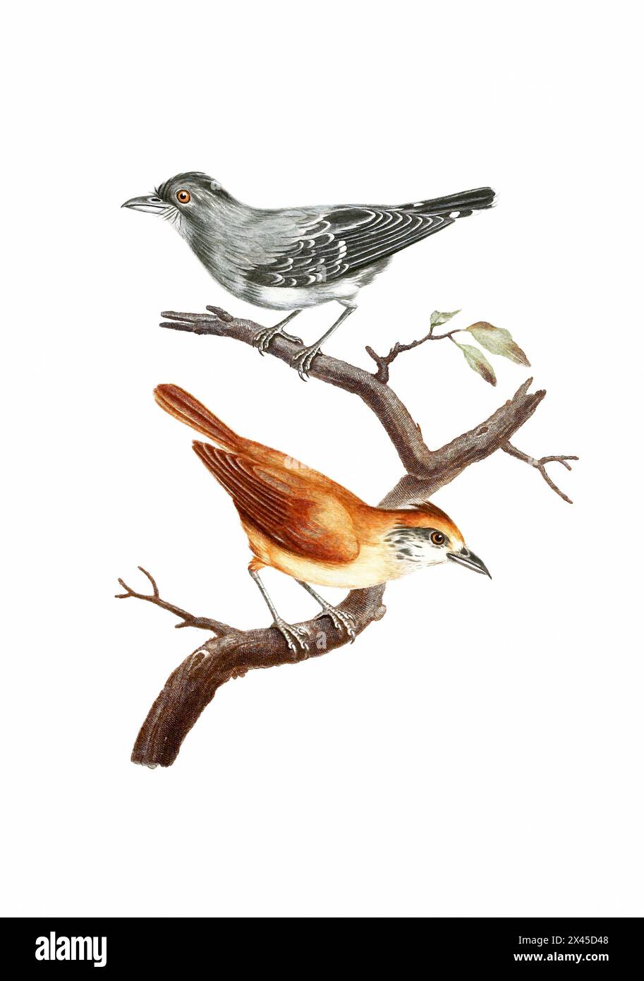 Song Birds. Vintage inspired bird art. Digital Watercolor painting on a soft textured white background. Stock Photo