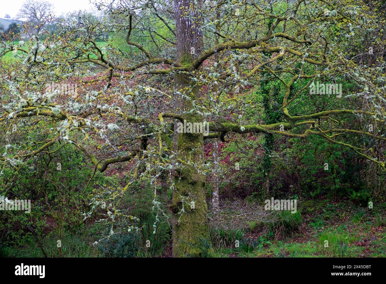 Old oak tree covered in moss ivy grey lichens  in rural Welsh countryside WALES UK KATHY DEWITT Stock Photo