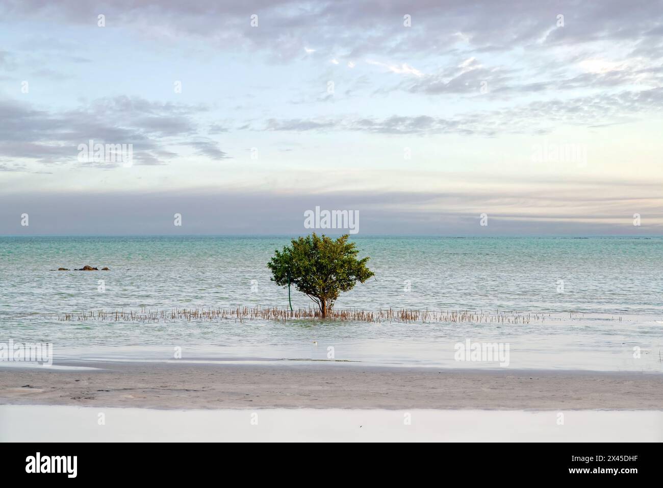 Souq Wakra Beach. Seascape of mangrove Single tree. viewed from the water surface Stock Photo
