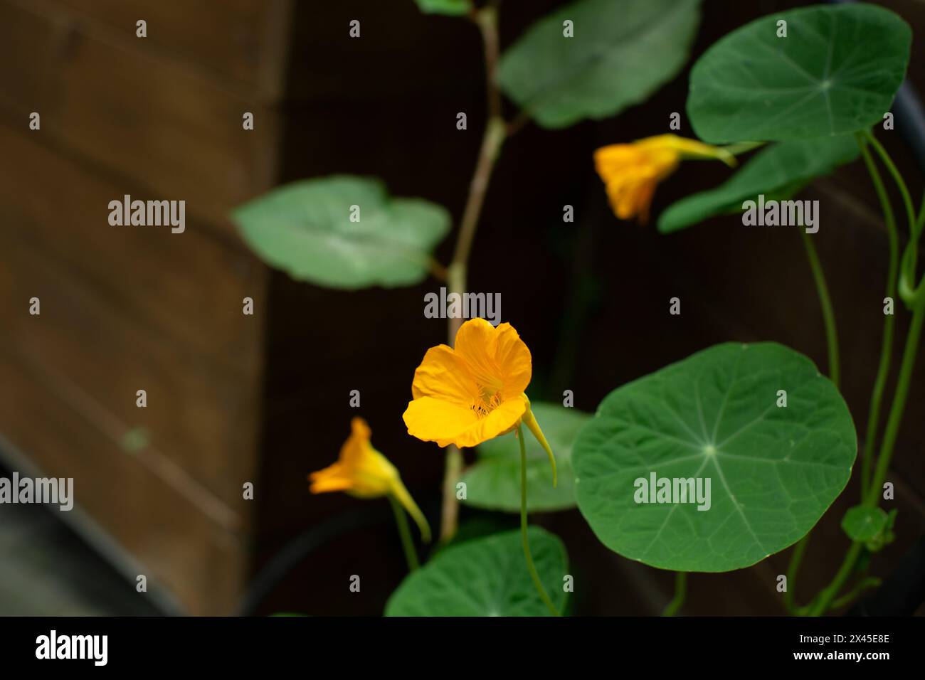 The blooming orange flowers of nasturtium plants pop against dark shadows. Stock Photo