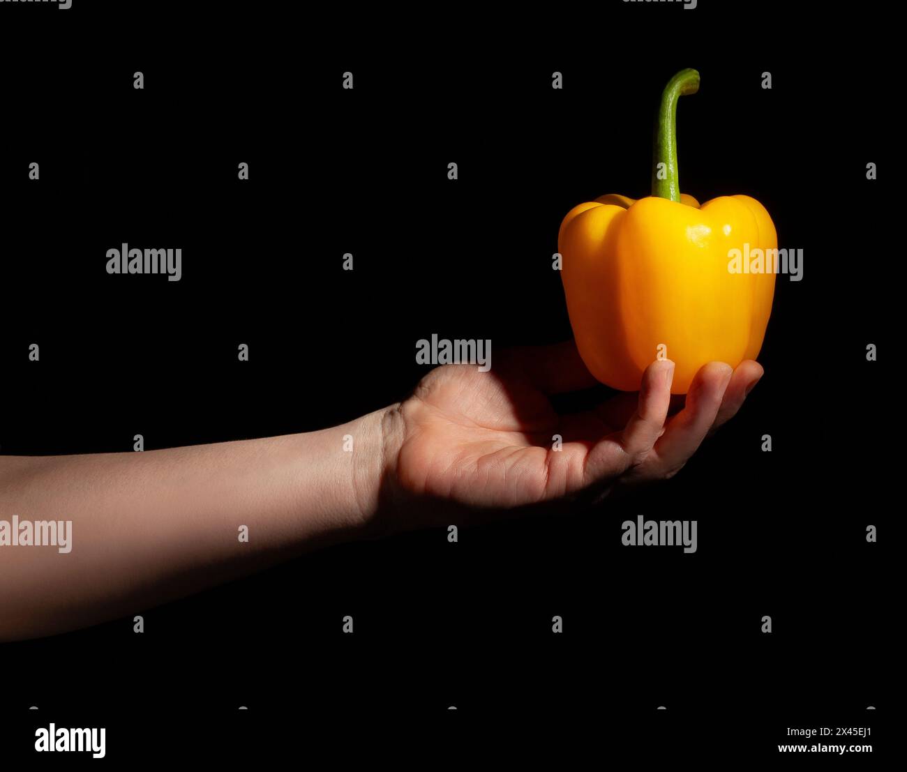 bell pepper in hand on black background Stock Photo