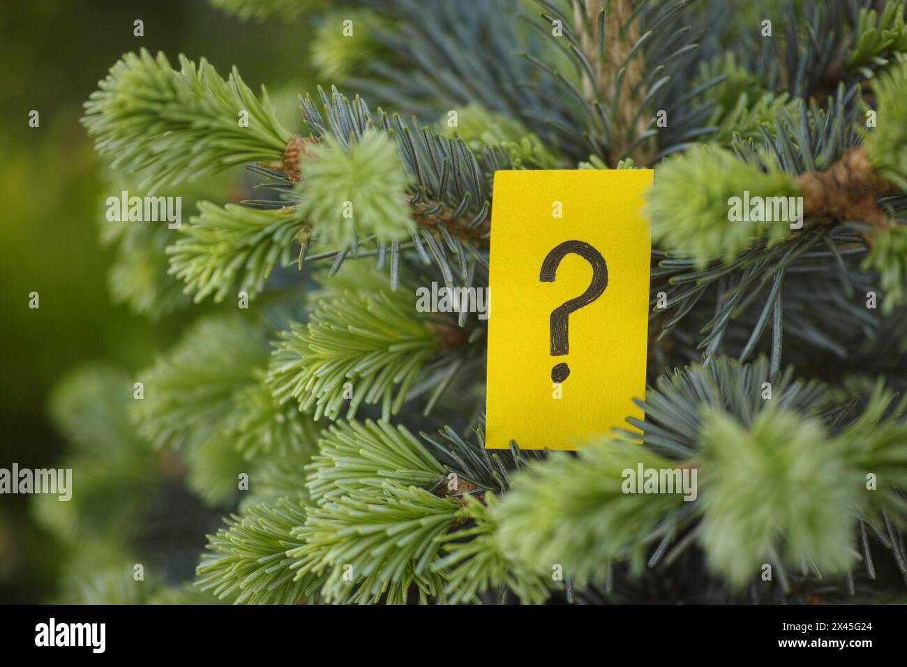 A yellow paper note with a question mark on it hanging on a subalpine fir. Close up. Stock Photo