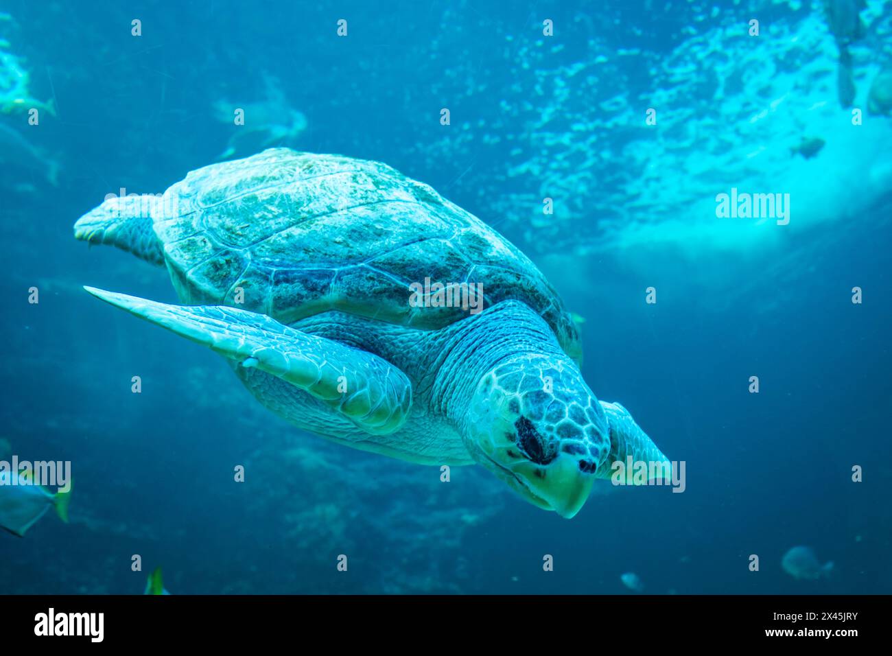 Turtle swimming underwater Stock Photo