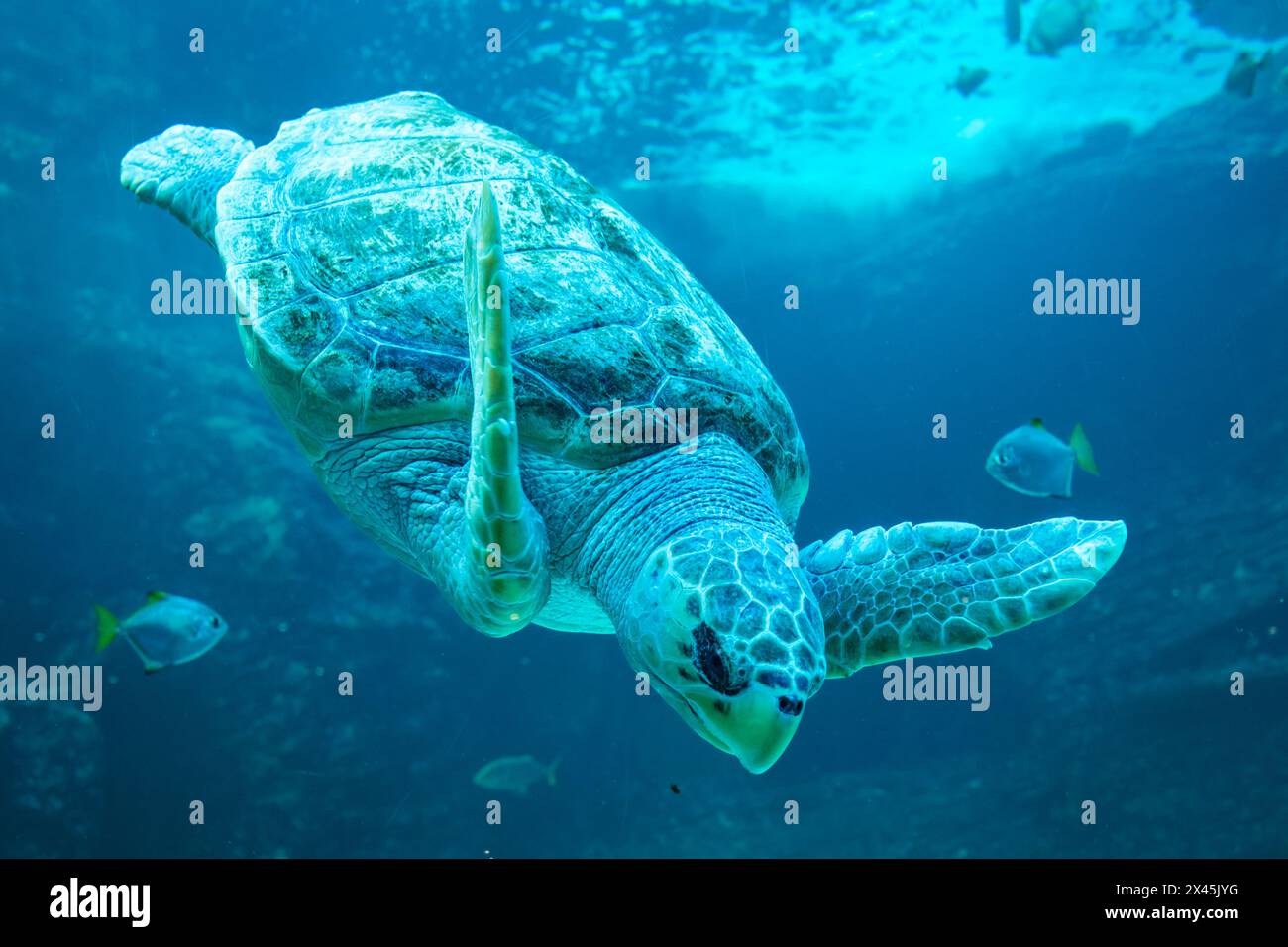 Turtle swimming underwater Stock Photo