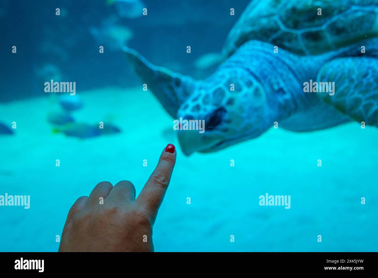 Finger coral drawing hi-res stock photography and images - Alamy